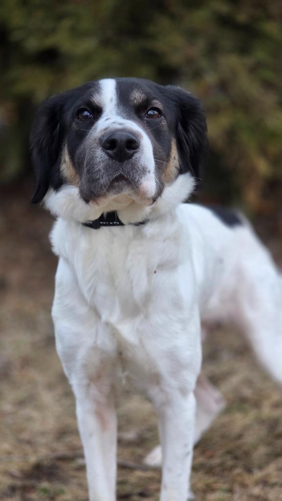 Lilac, Adopted, Young Female Spaniel.