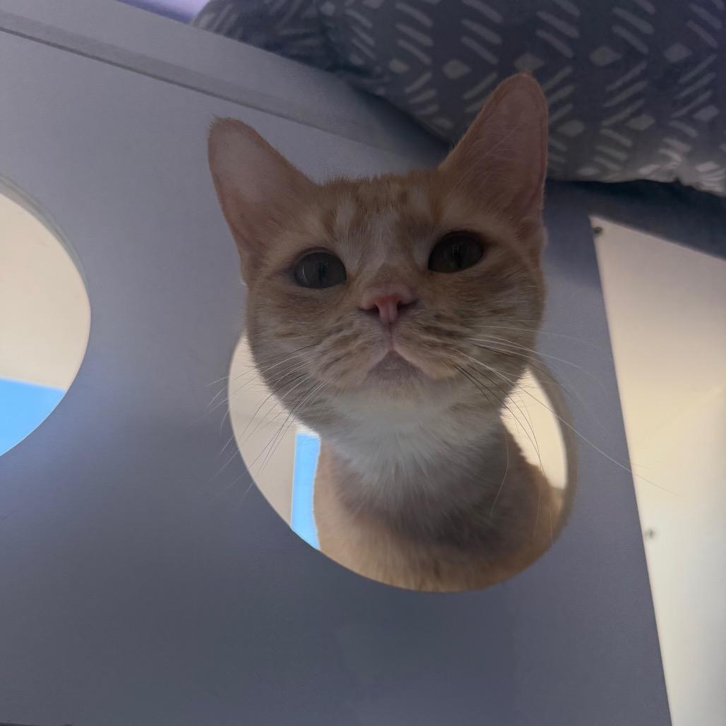 Cantaloupe, a Adoptable Domestic Short Hair in Mankato, MN image 1/2