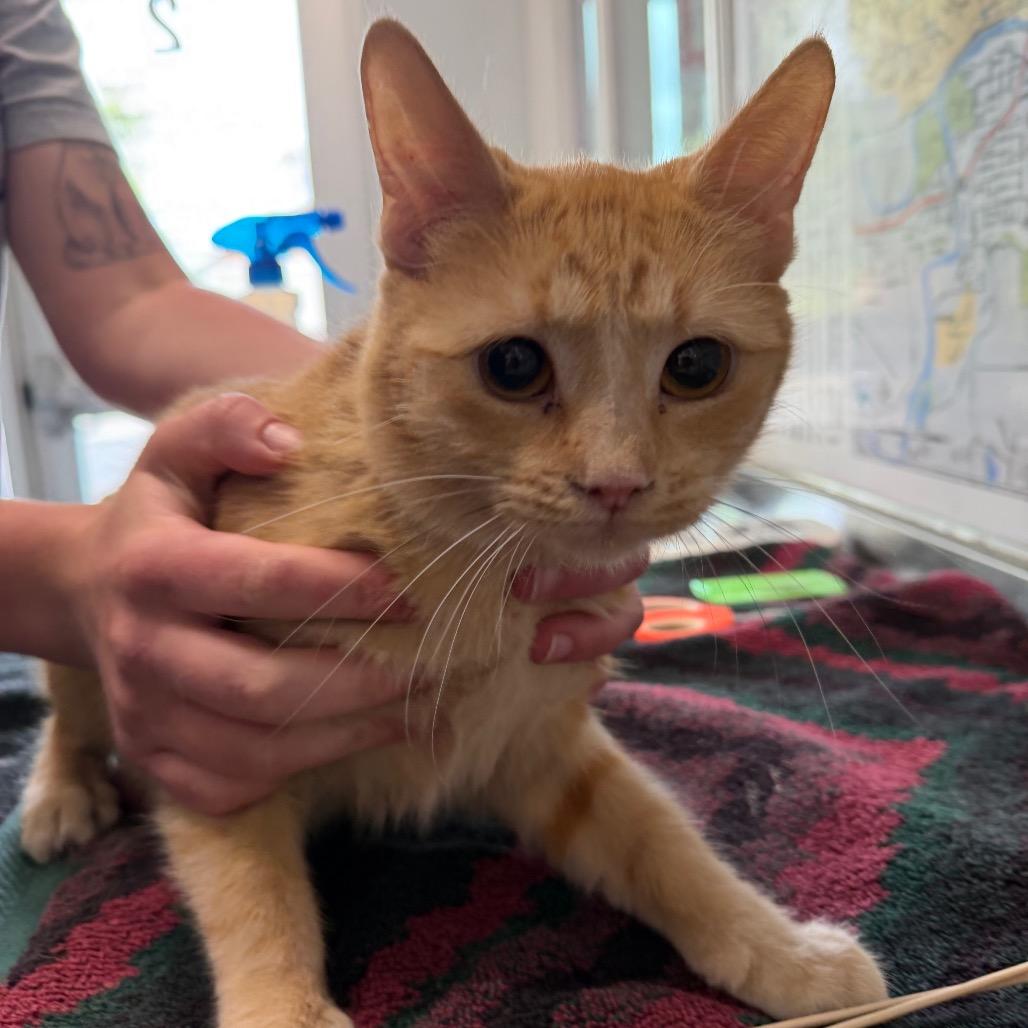 Cantaloupe, a Adoptable Domestic Short Hair in Mankato, MN image 2/2