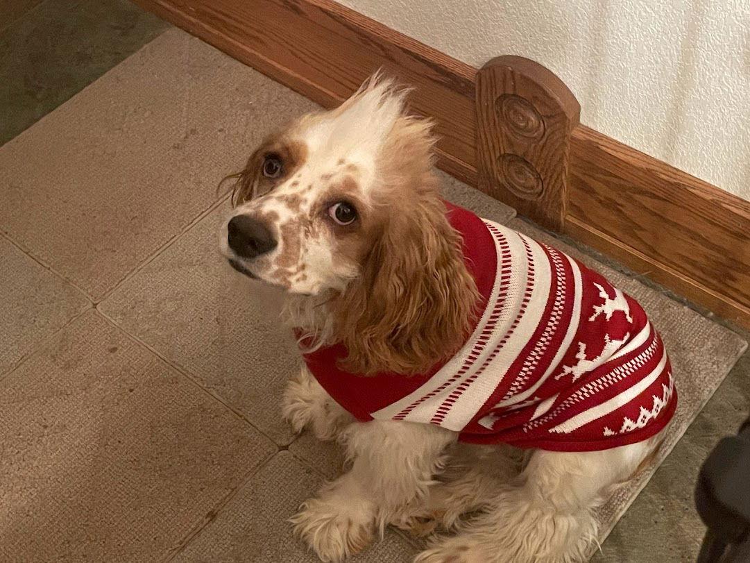 Ollie, Adoptable, Young Male Cocker Spaniel.