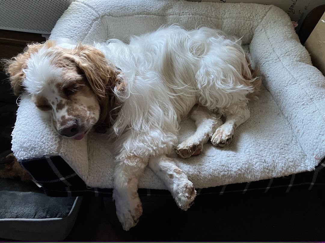 Enlarge Ollie, a Adoptable Cocker Spaniel in Davis, CA image 2/3