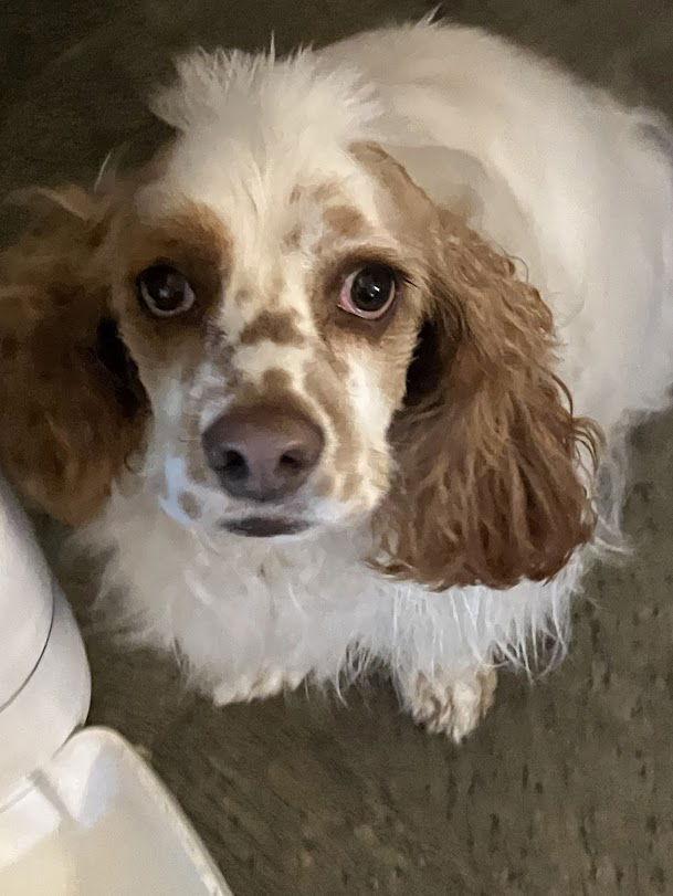 Enlarge Ollie, a Adoptable Cocker Spaniel in Davis, CA image 3/3