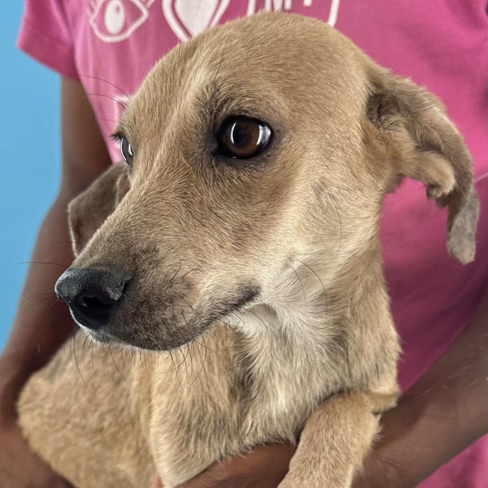 Peaches- Local August 28-30, adoptable, Puppy Female Labrador Retriever & Rat Terrier.
