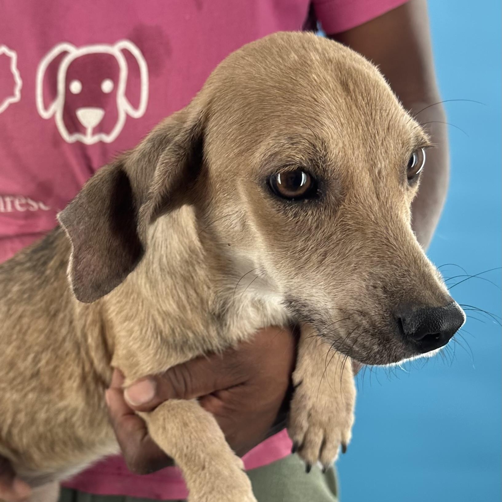 Peaches- Local August 28-30, an adoptable mixed breed in Happy Valley , OR image 3/6