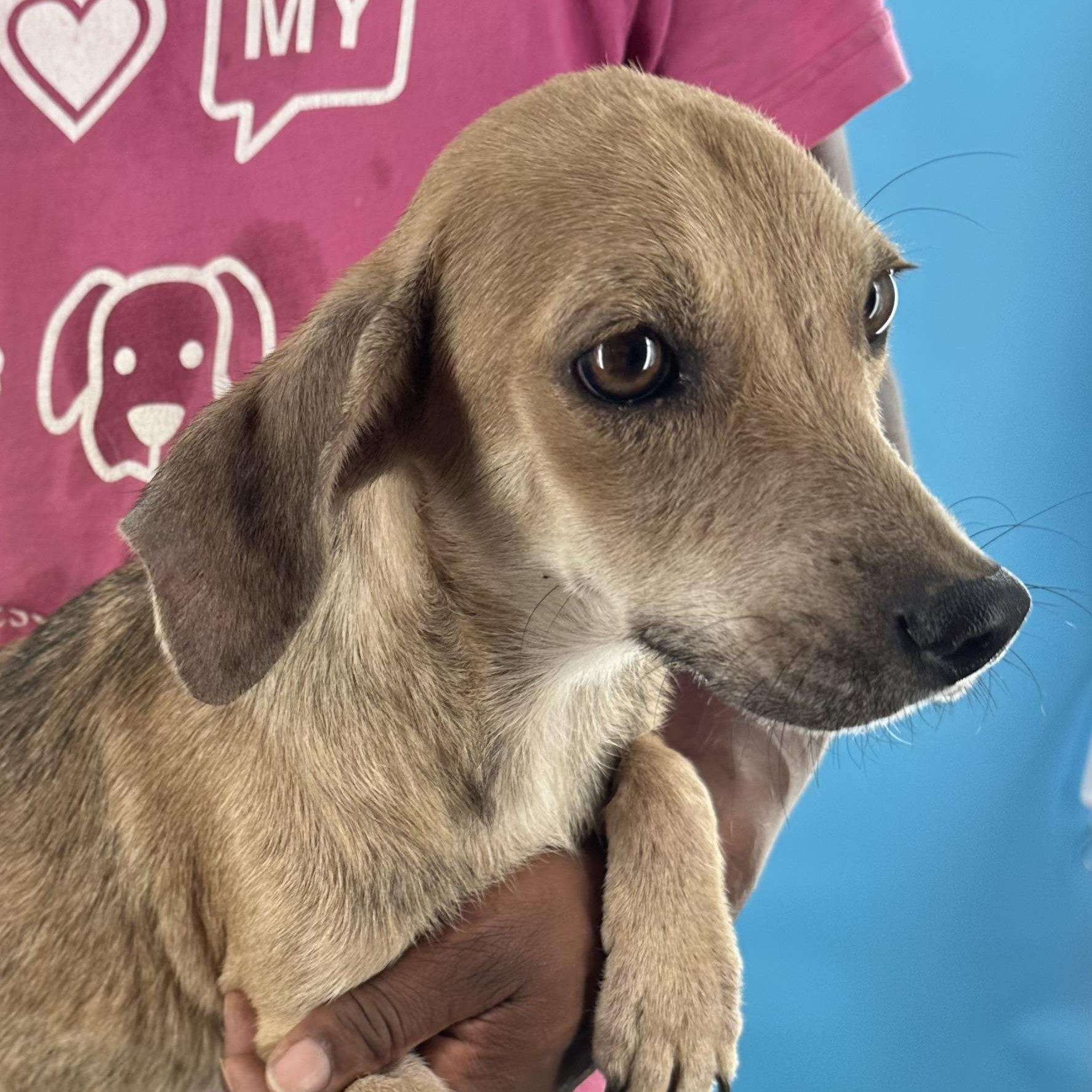 Peaches- Local August 28-30, an adoptable mixed breed in Happy Valley , OR image 6/6