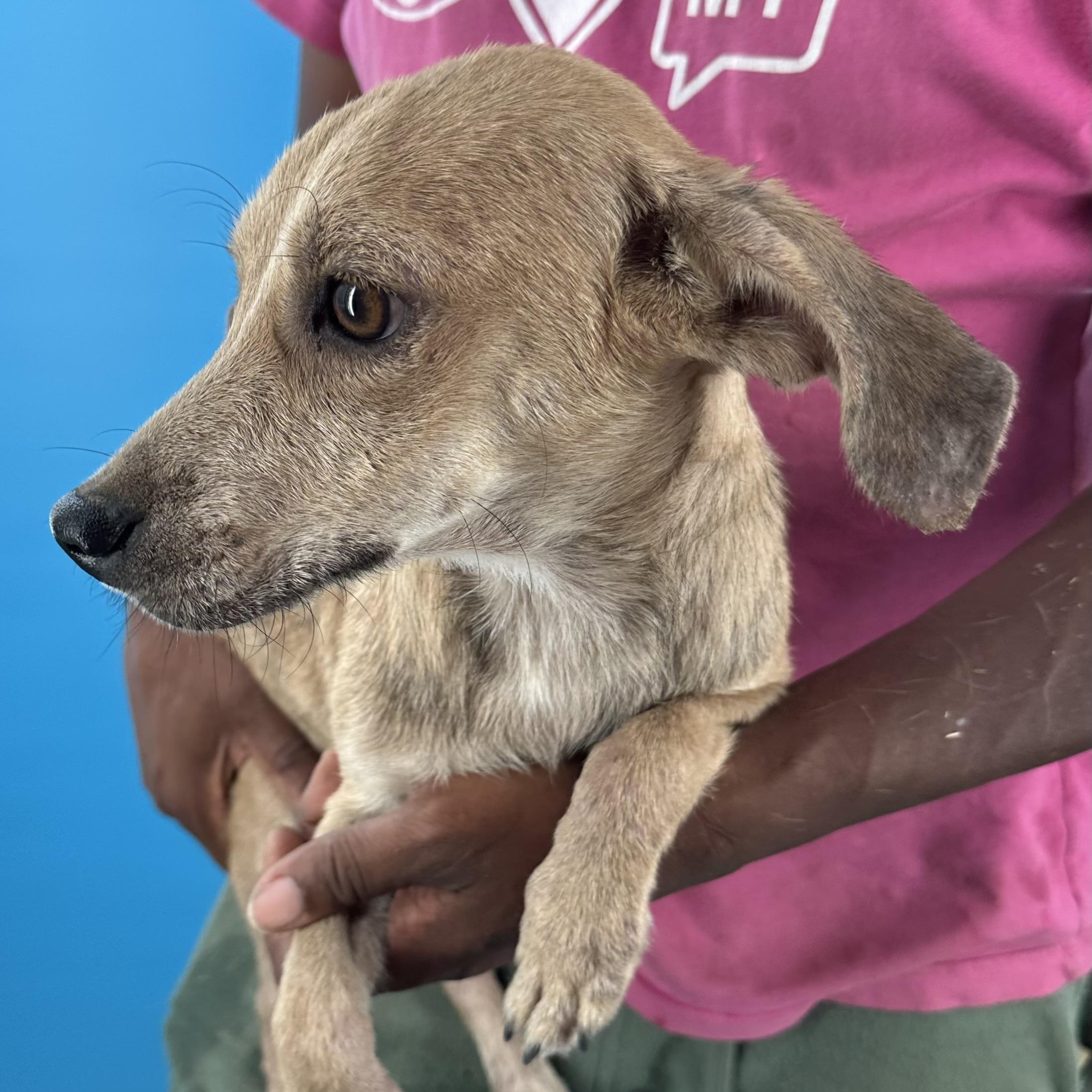Peaches- Local August 28-30, an adoptable mixed breed in Happy Valley , OR image 5/6