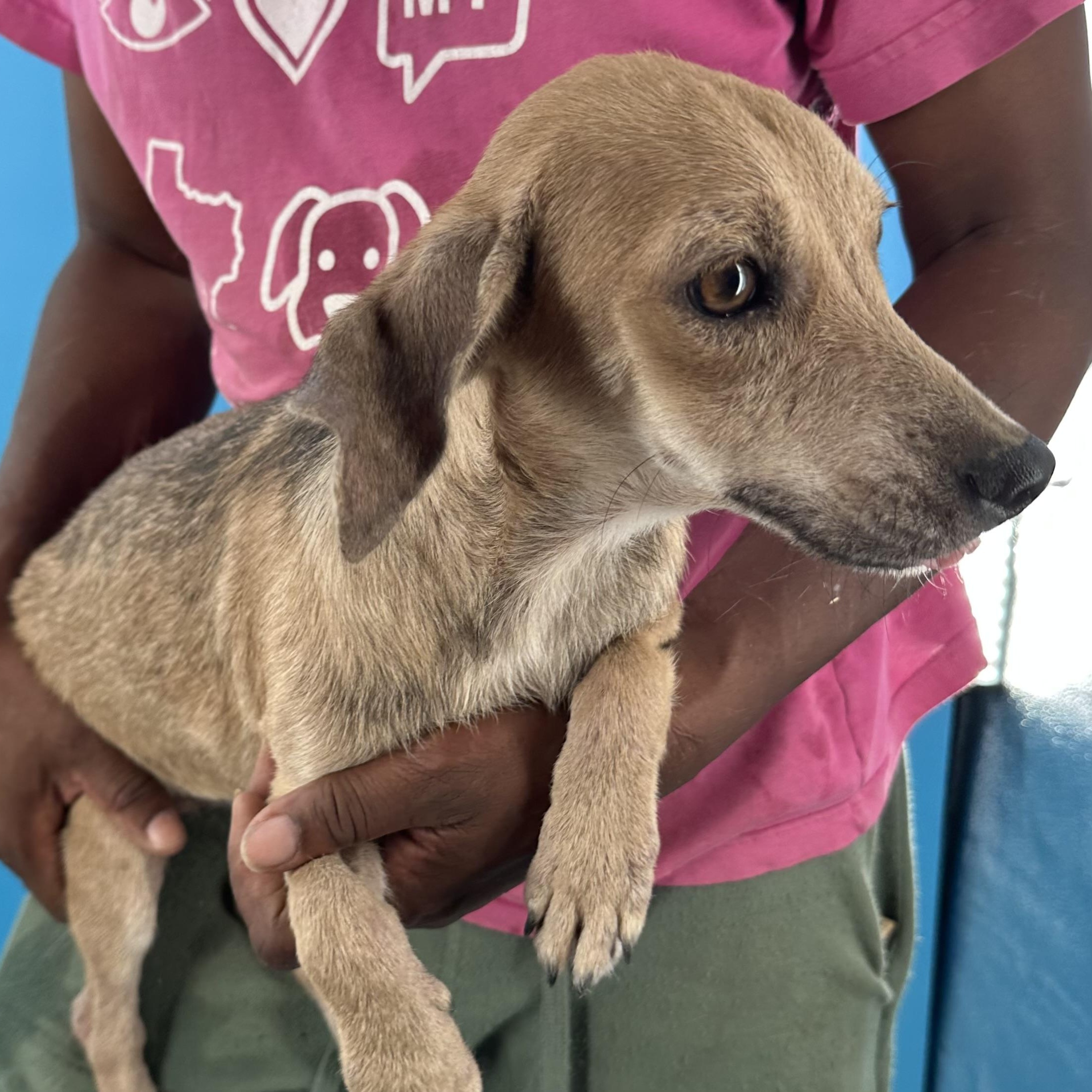 Peaches- Local August 28-30, an adoptable mixed breed in Happy Valley , OR image 4/6