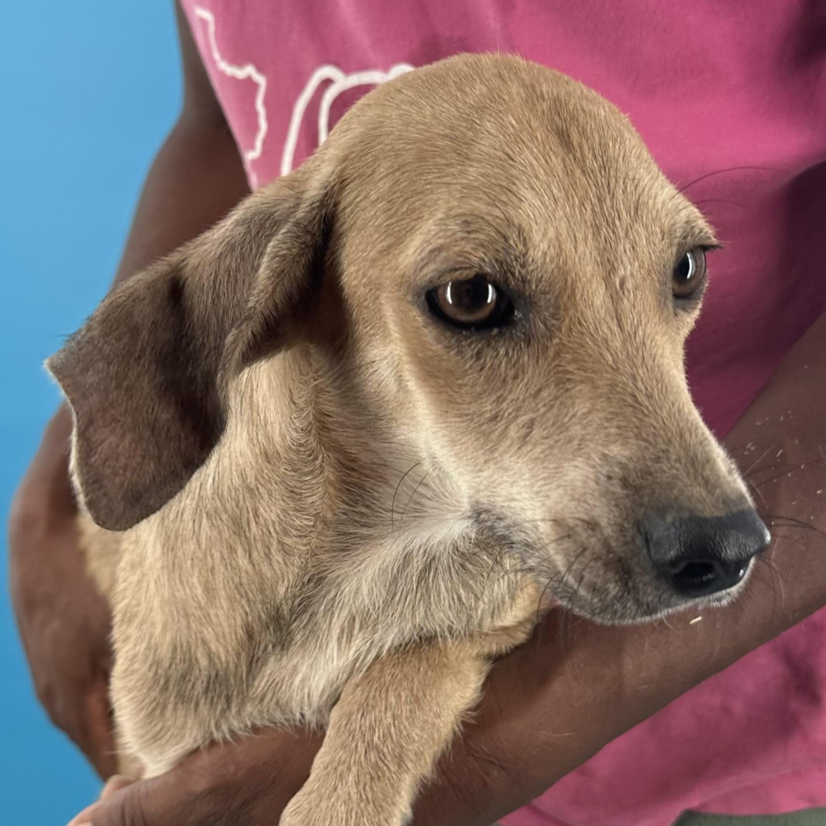 Peaches- Local August 28-30, an adoptable mixed breed in Happy Valley , OR image 2/6