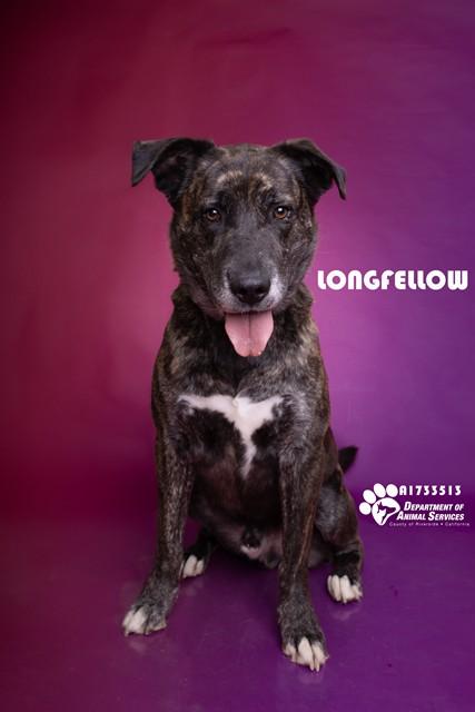 LONGFELLOW, Adoptable, Adult Male Pit Bull Terrier & German Shepherd Dog.