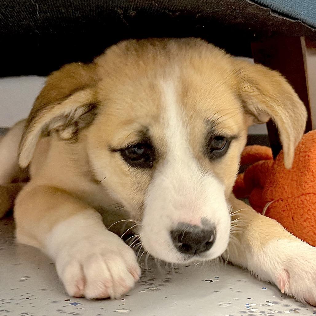 Mustard, Adoptable, Puppy Male Mixed Breed.