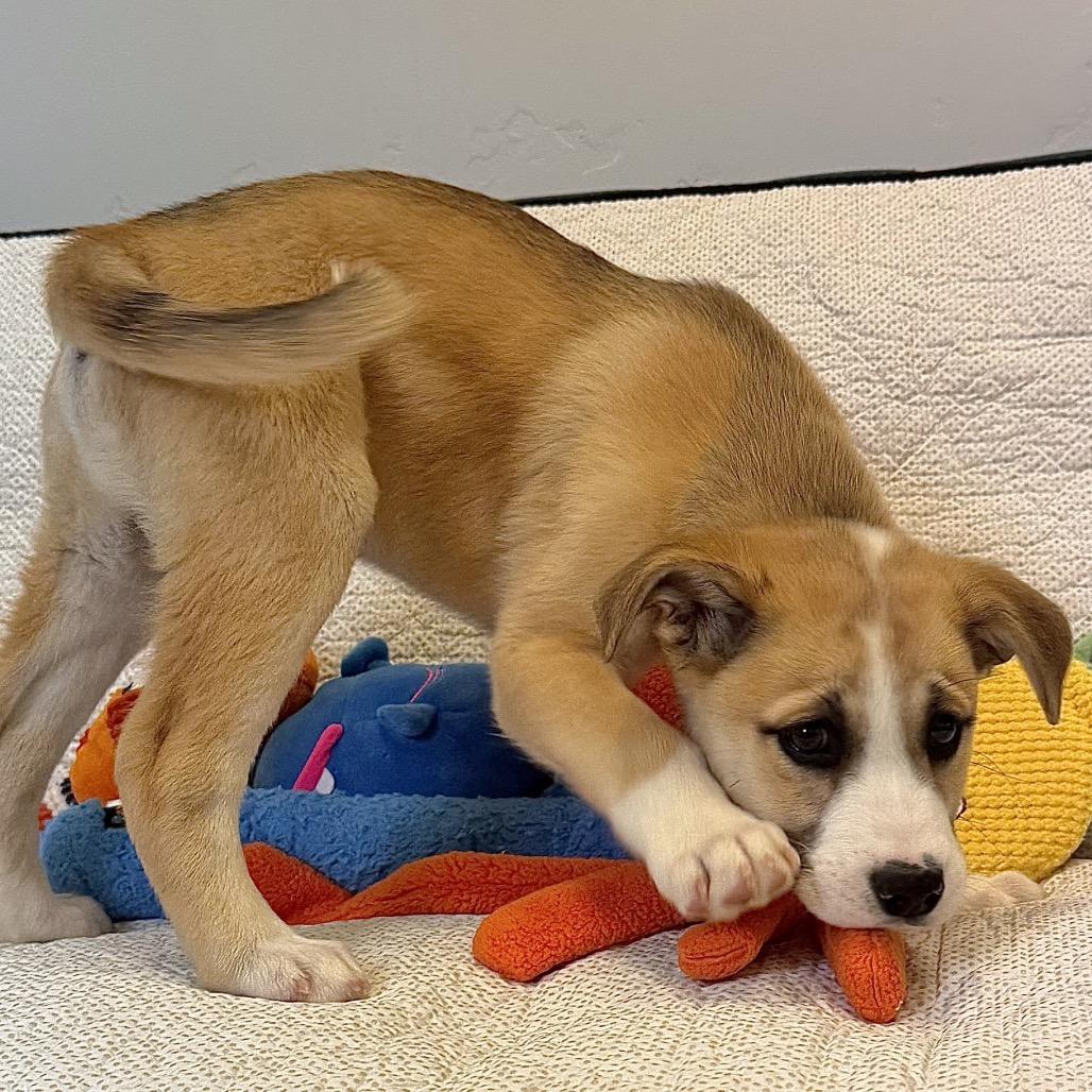 Enlarge Mustard, a Adoptable Mixed Breed in Park City, UT image 3/5