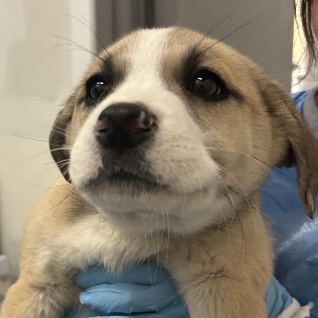 Enlarge Mustard, a Adoptable Mixed Breed in Park City, UT image 5/5