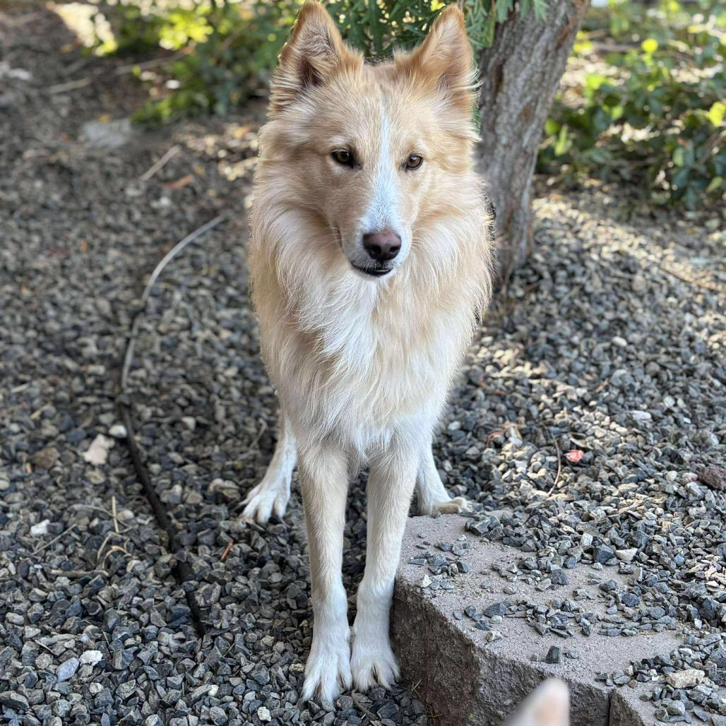 Matti, Adoptable, Adult Male Collie & Australian Shepherd.