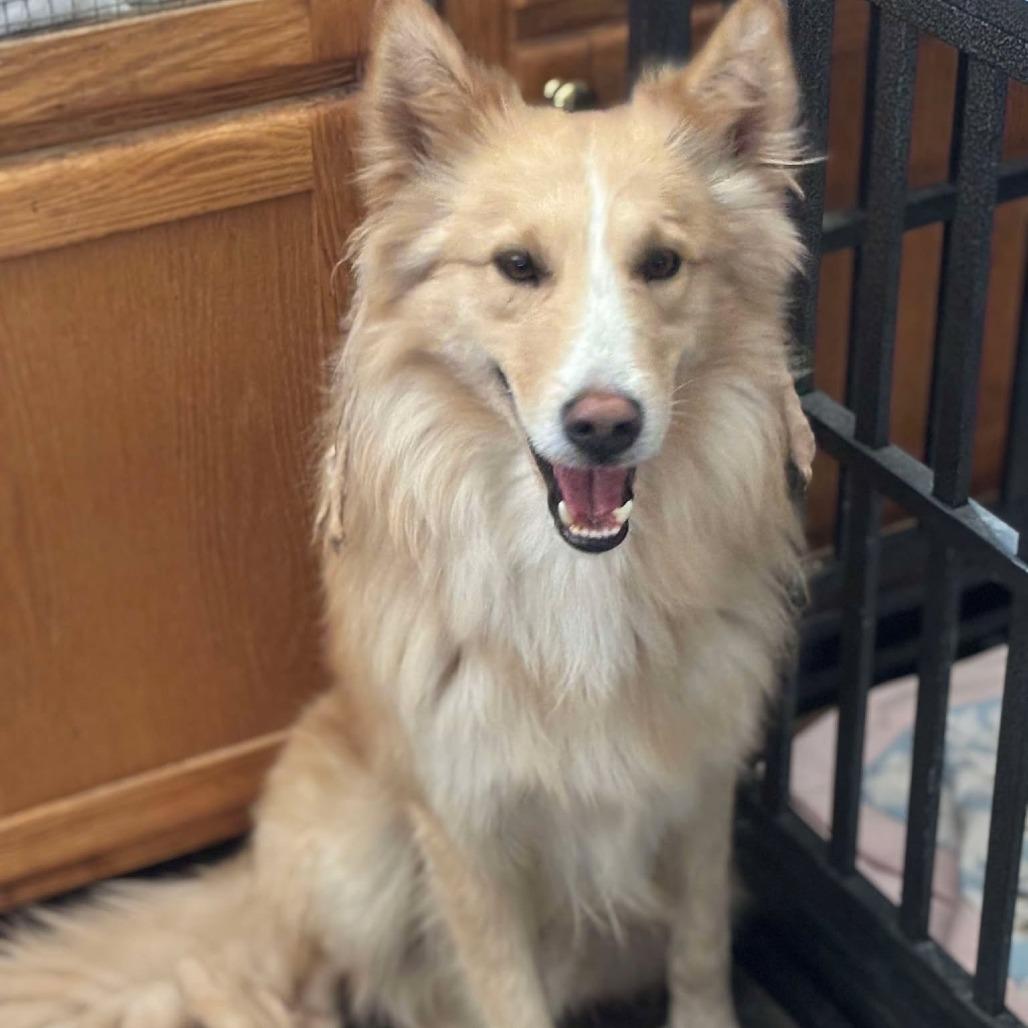 Matti, a Adoptable mixed breed in Nampa, ID image 2/6