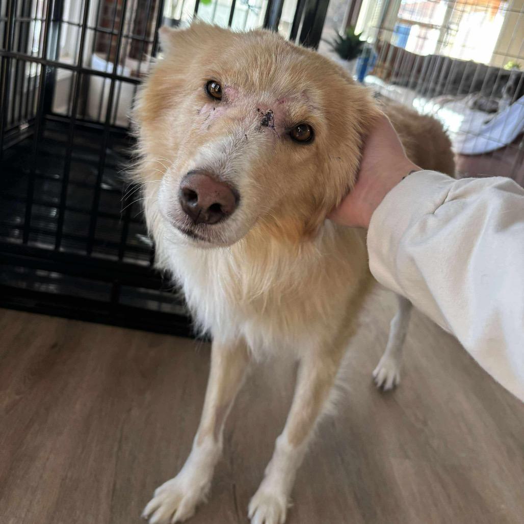 Matti, a Adoptable mixed breed in Nampa, ID image 3/6