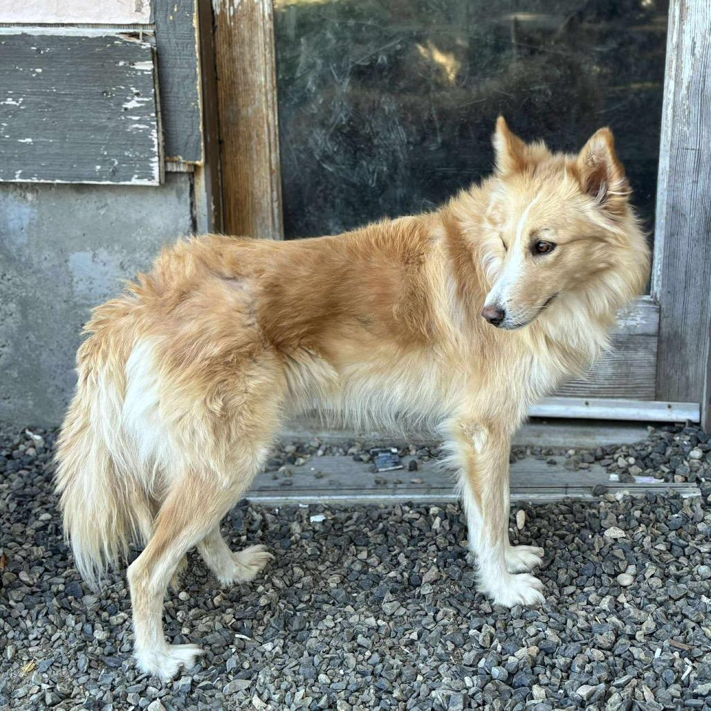 Matti, a Adoptable mixed breed in Nampa, ID image 4/6