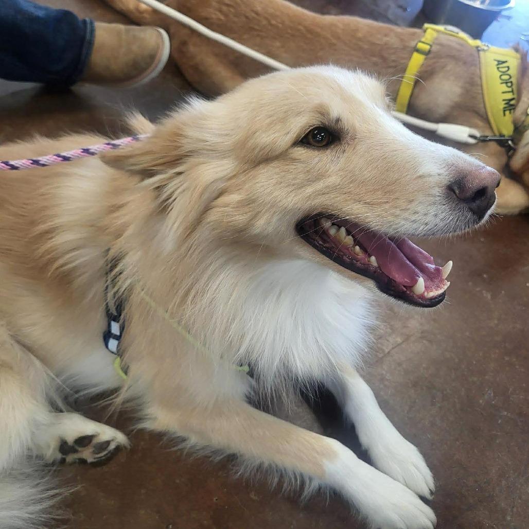 Matti, a Adoptable mixed breed in Nampa, ID image 5/6
