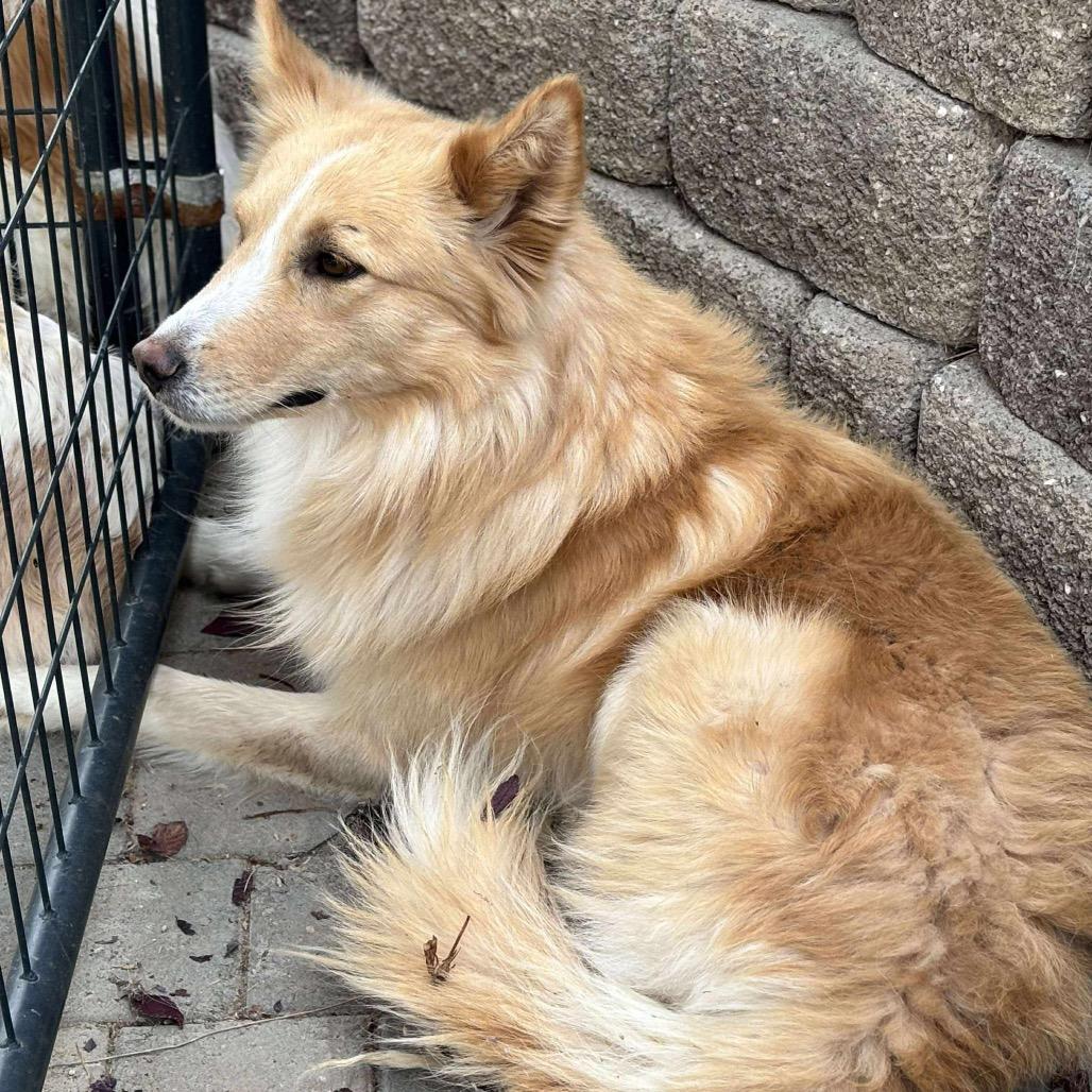 Matti, a Adoptable mixed breed in Nampa, ID image 6/6