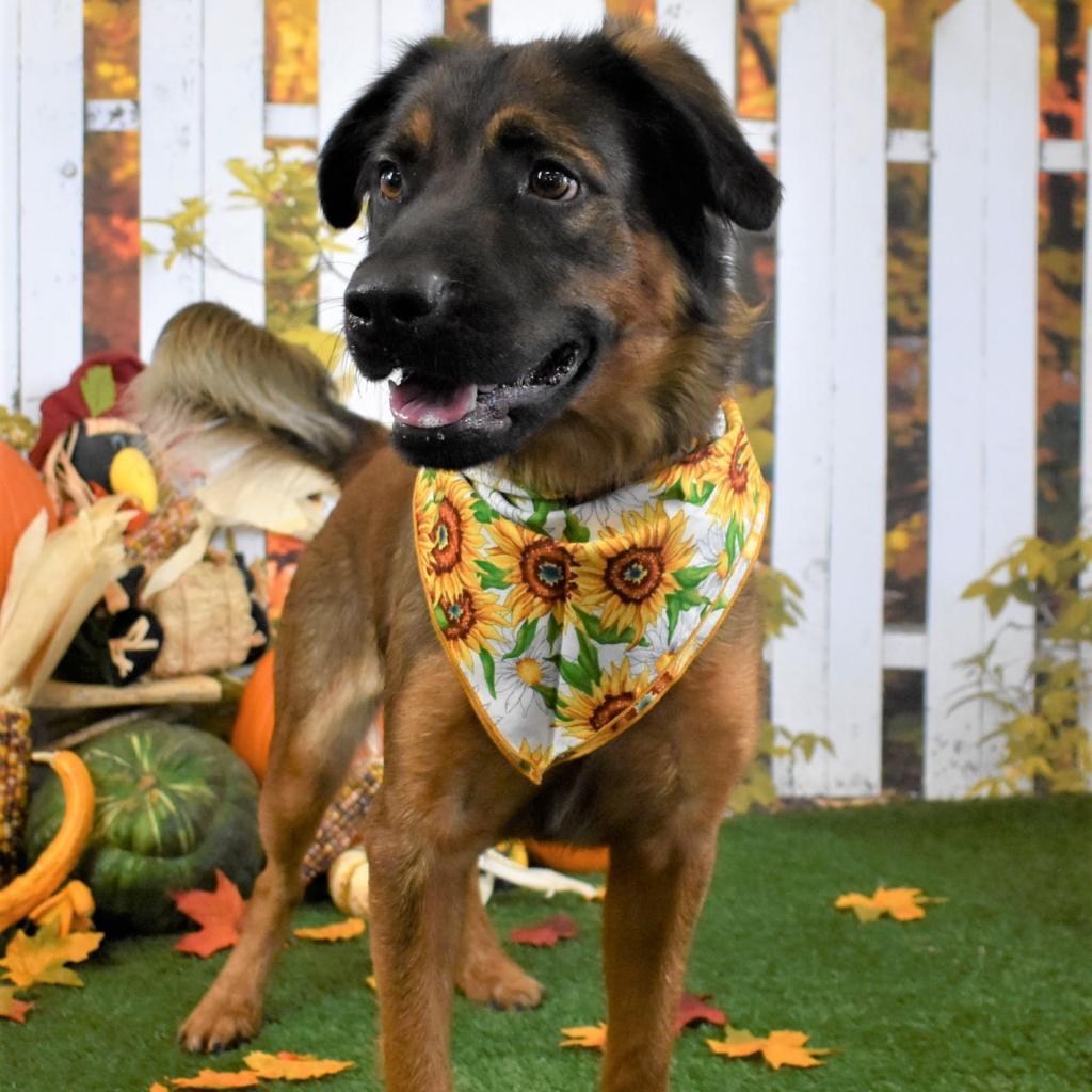 Enlarge Coco, a Adoptable Mixed Breed in Yuma, AZ image 1/2