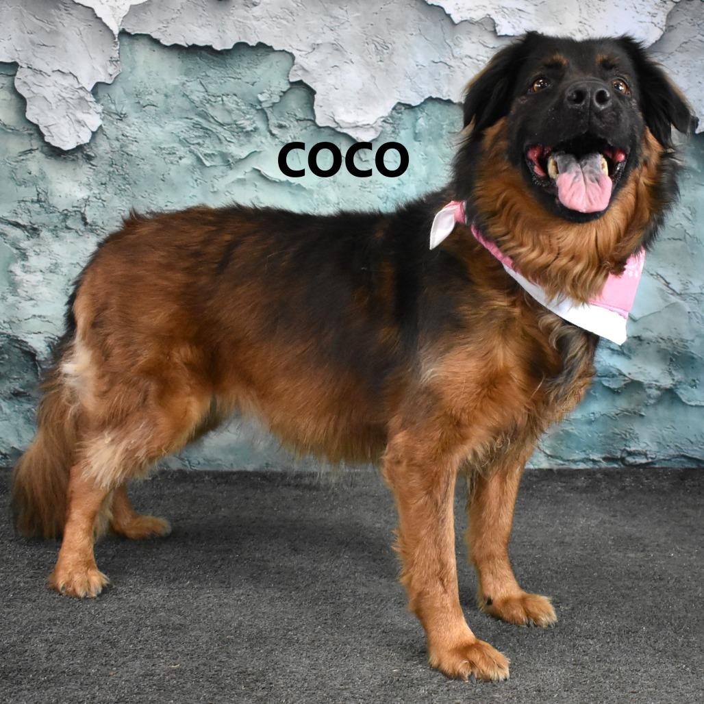 Enlarge Coco, a Adoptable Mixed Breed in Yuma, AZ image 2/2