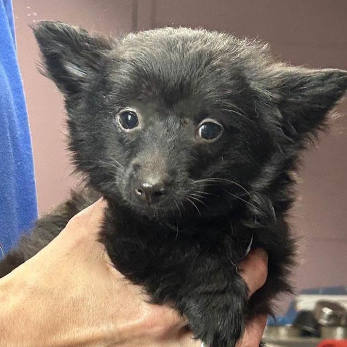 SUMO, ADOPTABLE, Puppy Male Chiweenie.