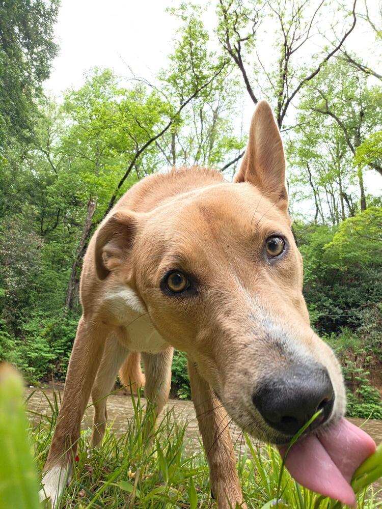 Wilbur, Adoptable, Puppy Male Terrier.