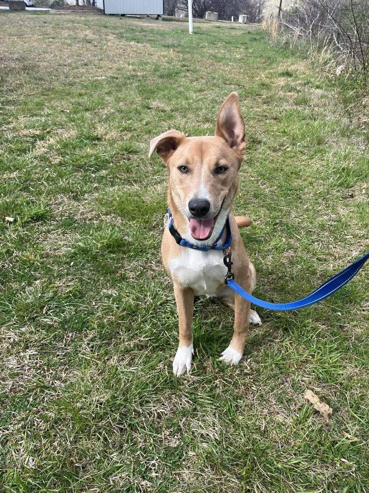 Wilbur, a Adoptable Terrier in Candler, NC image 2/3