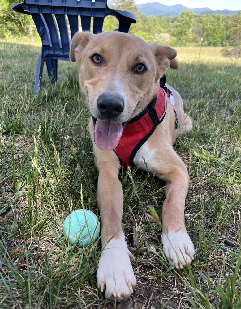 Wilbur, a Adoptable Terrier in Candler, NC image 3/3