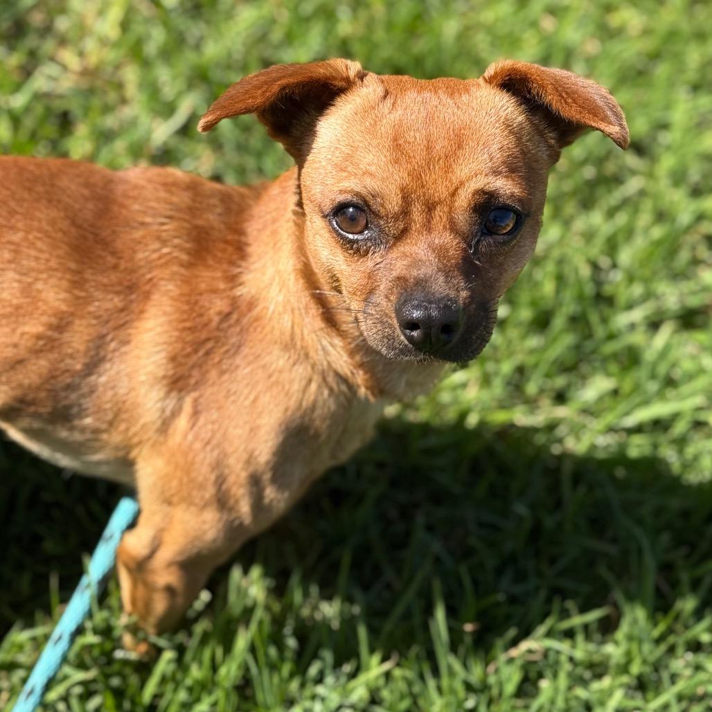 Duo, Adoptable, Adult Male Chihuahua.
