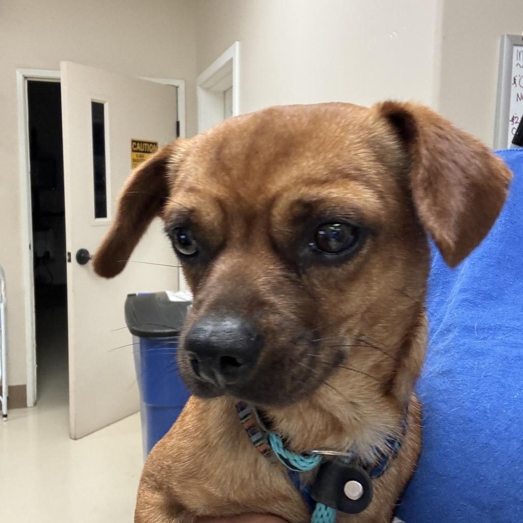 Enlarge Duo, a Adoptable Chihuahua in Santa Barbara, CA image 2/4
