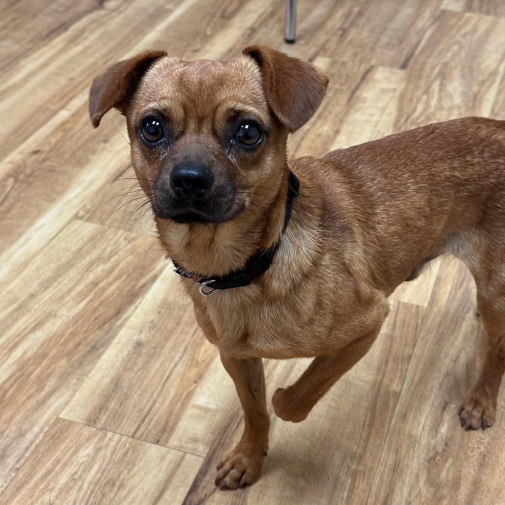Enlarge Duo, a Adoptable Chihuahua in Santa Barbara, CA image 3/4