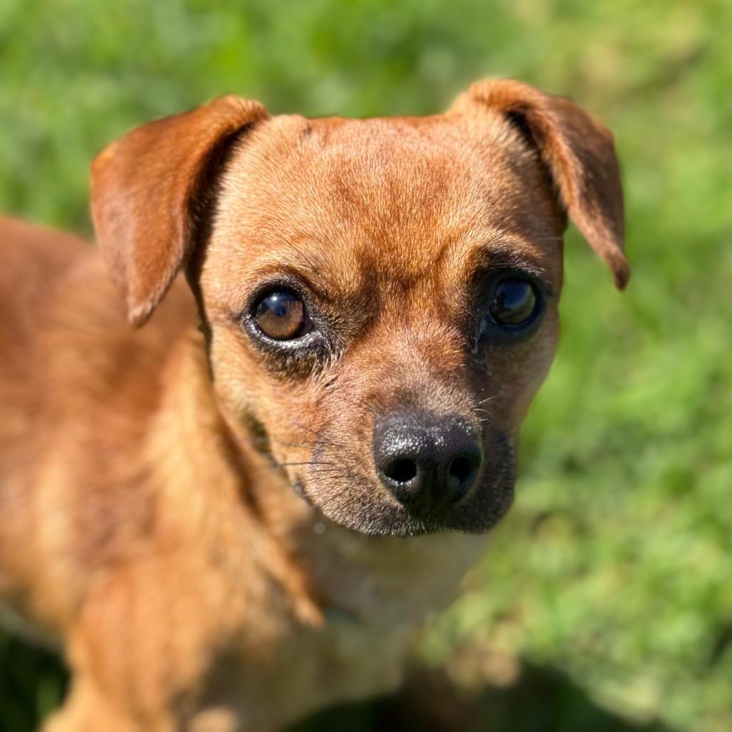 Enlarge Duo, a Adoptable Chihuahua in Santa Barbara, CA image 4/4