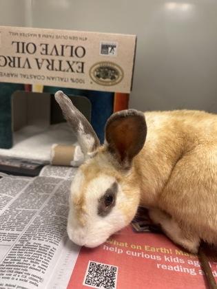 Enlarge Hopperoni, a Adoptable mixed breed in Fairfax, VA image 1/1