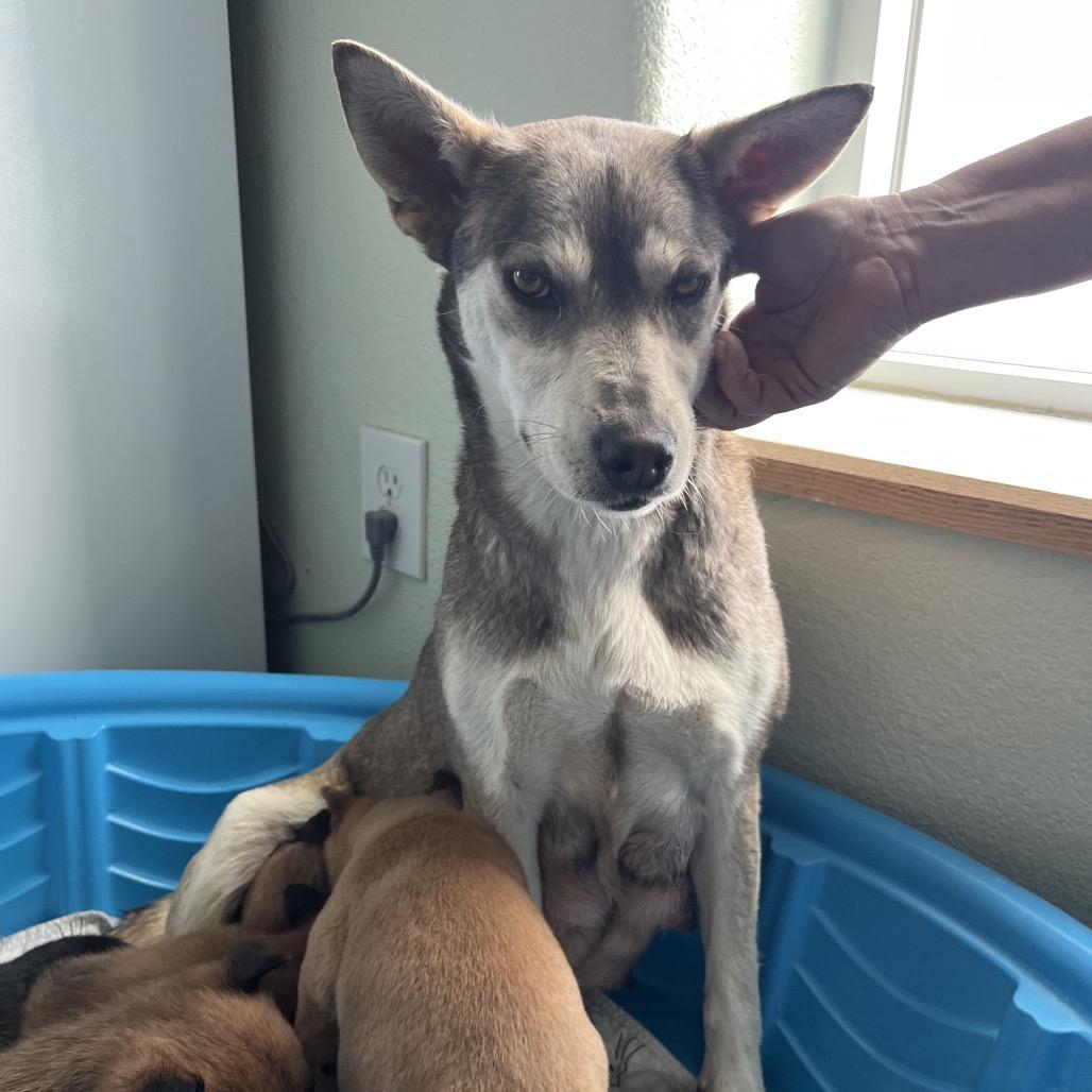 Enlarge Willow, a Adoptable Shepherd in Cashmere, WA image 1/4