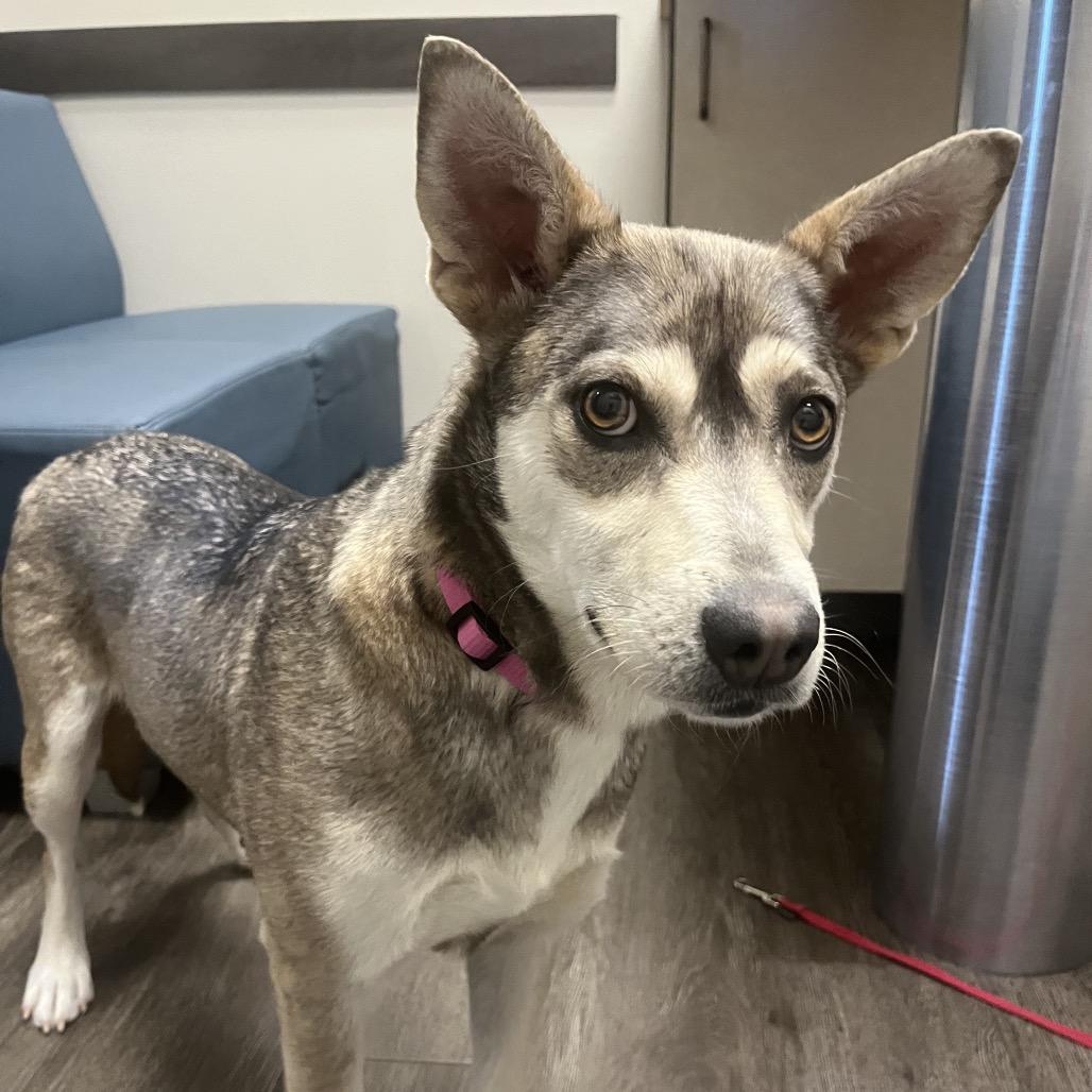 Enlarge Willow, a Adoptable Shepherd in Cashmere, WA image 2/4