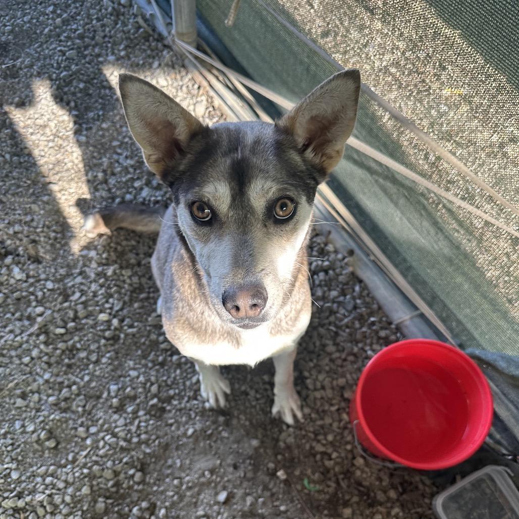 Enlarge Willow, a Adoptable Shepherd in Cashmere, WA image 4/4