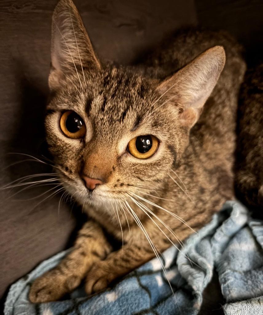 Rhodonite, Adoptable, Young Female Domestic Short Hair.
