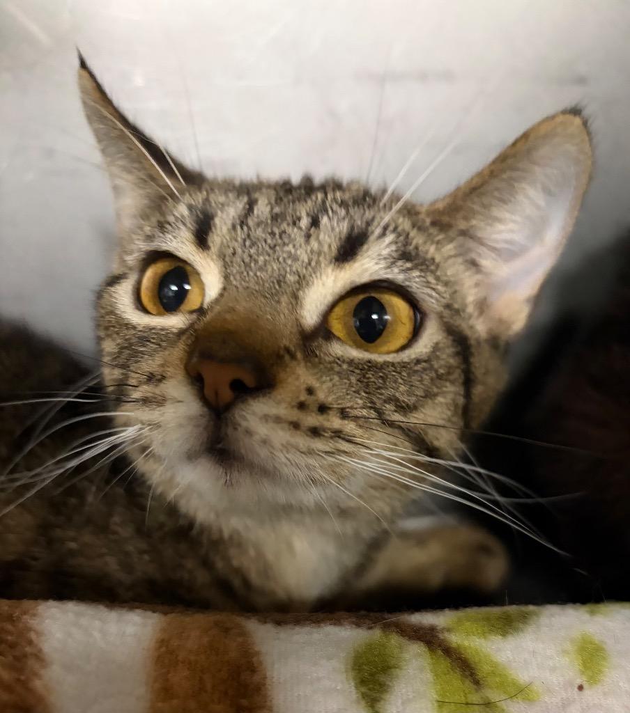 Rhodonite, a Adoptable mixed breed in Huntington, IN image 2/2