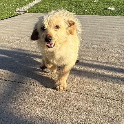 Harri, adopted, Young Male Terrier.