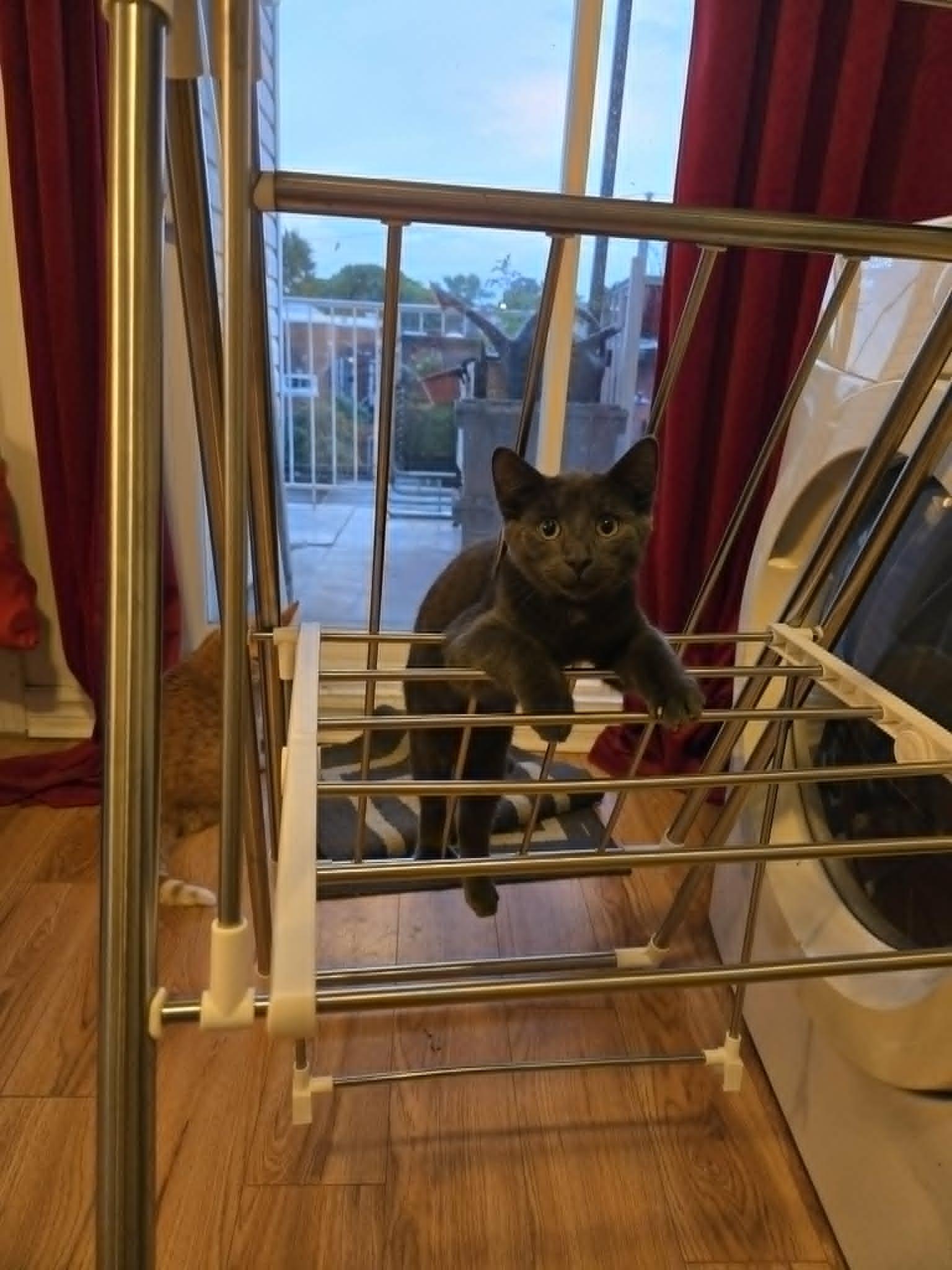 Parker (needs a cat friend), an adoptable Domestic Short Hair in Montreal, QC image 6/6