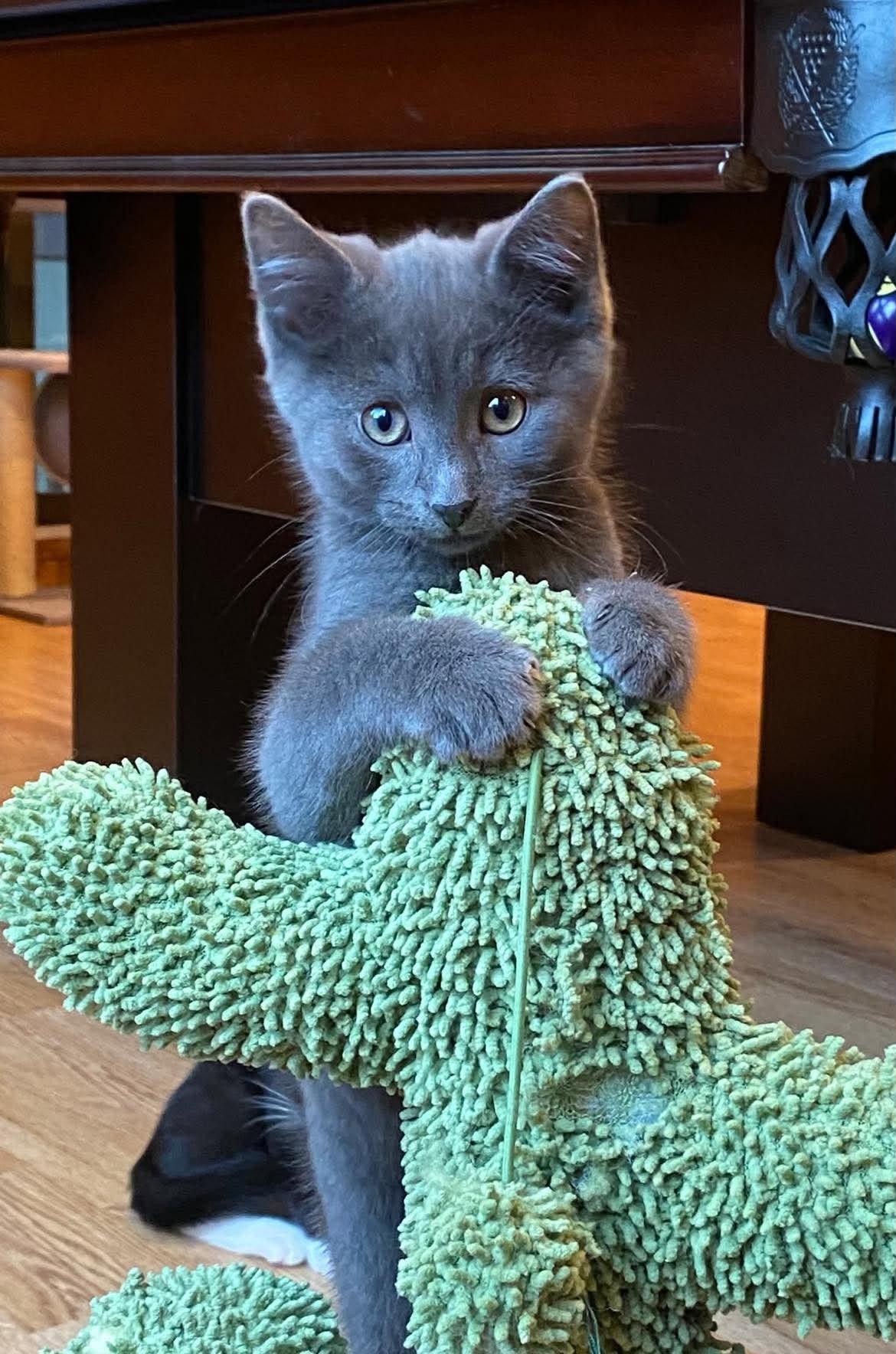 Parker (needs a cat friend), an adoptable Domestic Short Hair in Montreal, QC image 1/4