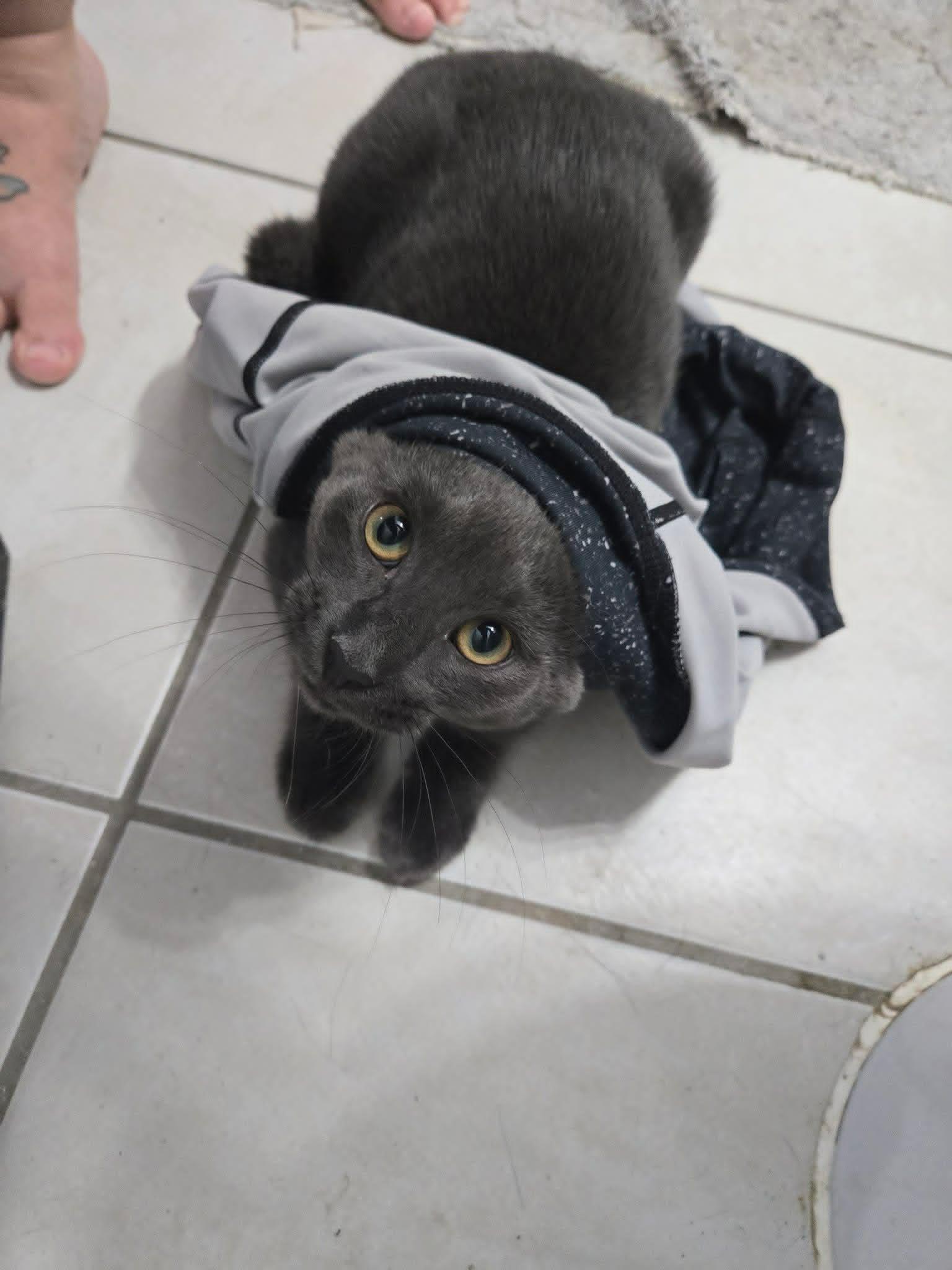 Parker (needs a cat friend), an adoptable Domestic Short Hair in Montreal, QC image 5/6