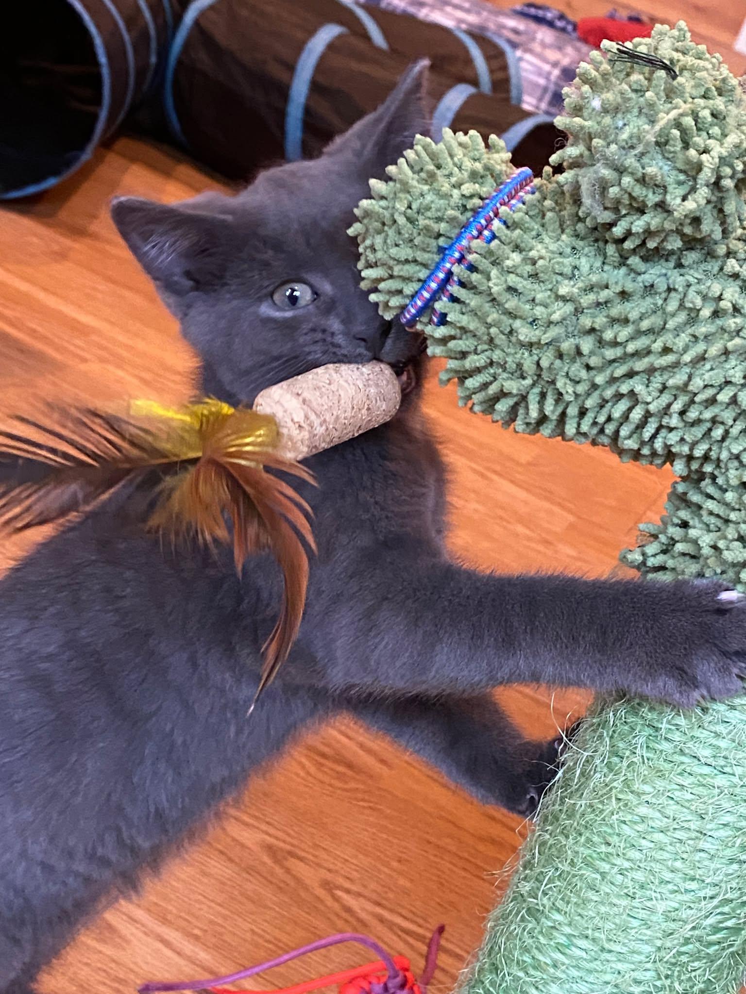 Parker (needs a cat friend), an adoptable Domestic Short Hair in Montreal, QC image 3/4