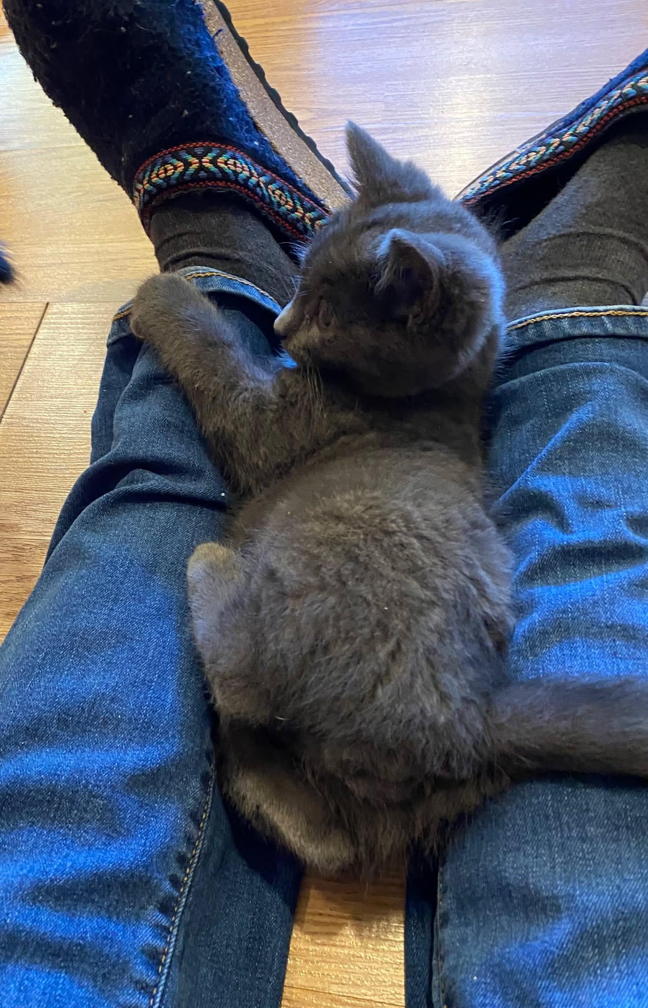 Parker (needs a cat friend), an adoptable Domestic Short Hair in Montreal, QC image 2/4