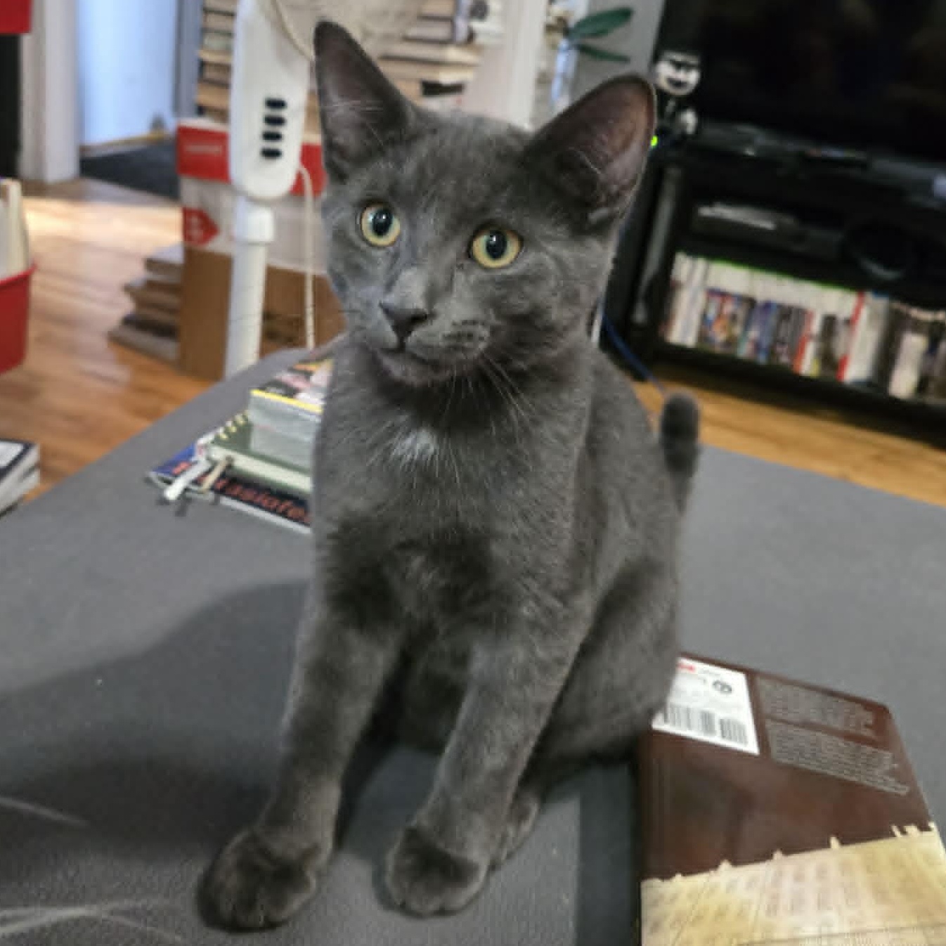 Parker (needs a cat friend), adoptable, Kitten Male Domestic Short Hair.