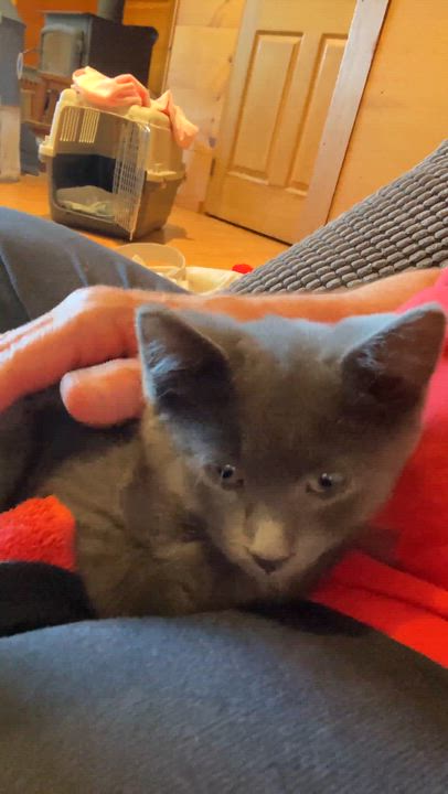 Enlarge Parker (needs a cat friend), an adoptable Domestic Short Hair in Montreal, QC video 4/4