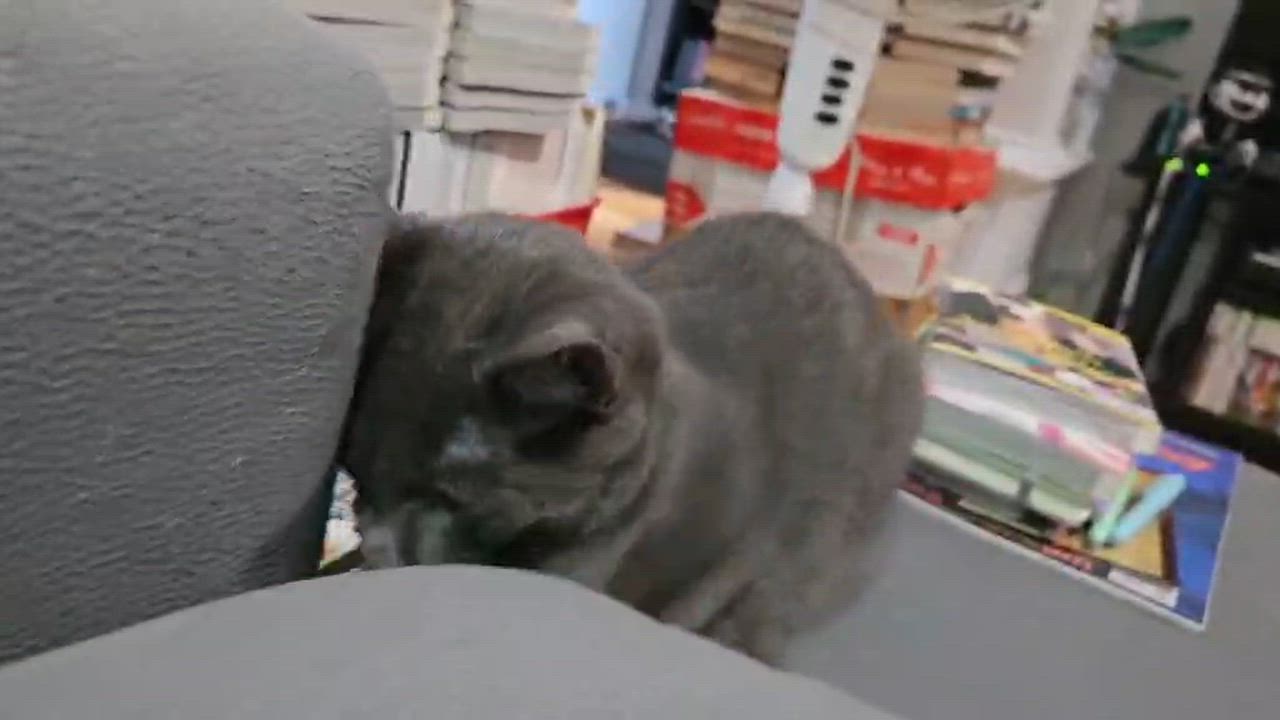 Enlarge Parker (needs a cat friend), an adoptable Domestic Short Hair in Montreal, QC video 2/6