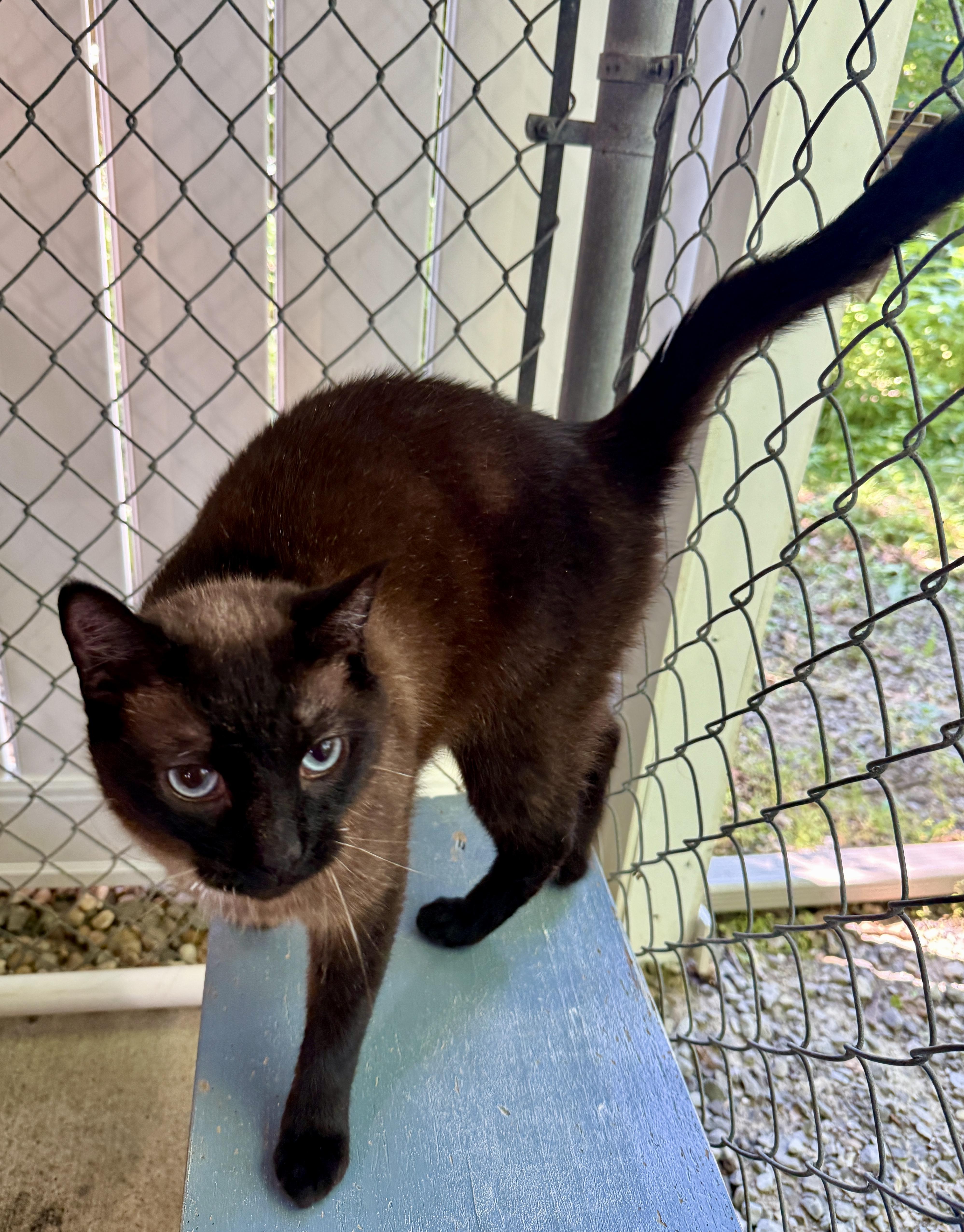 Yeager, an adoptable Burmese in Ashland, OH, 44805 | Photo Image 6