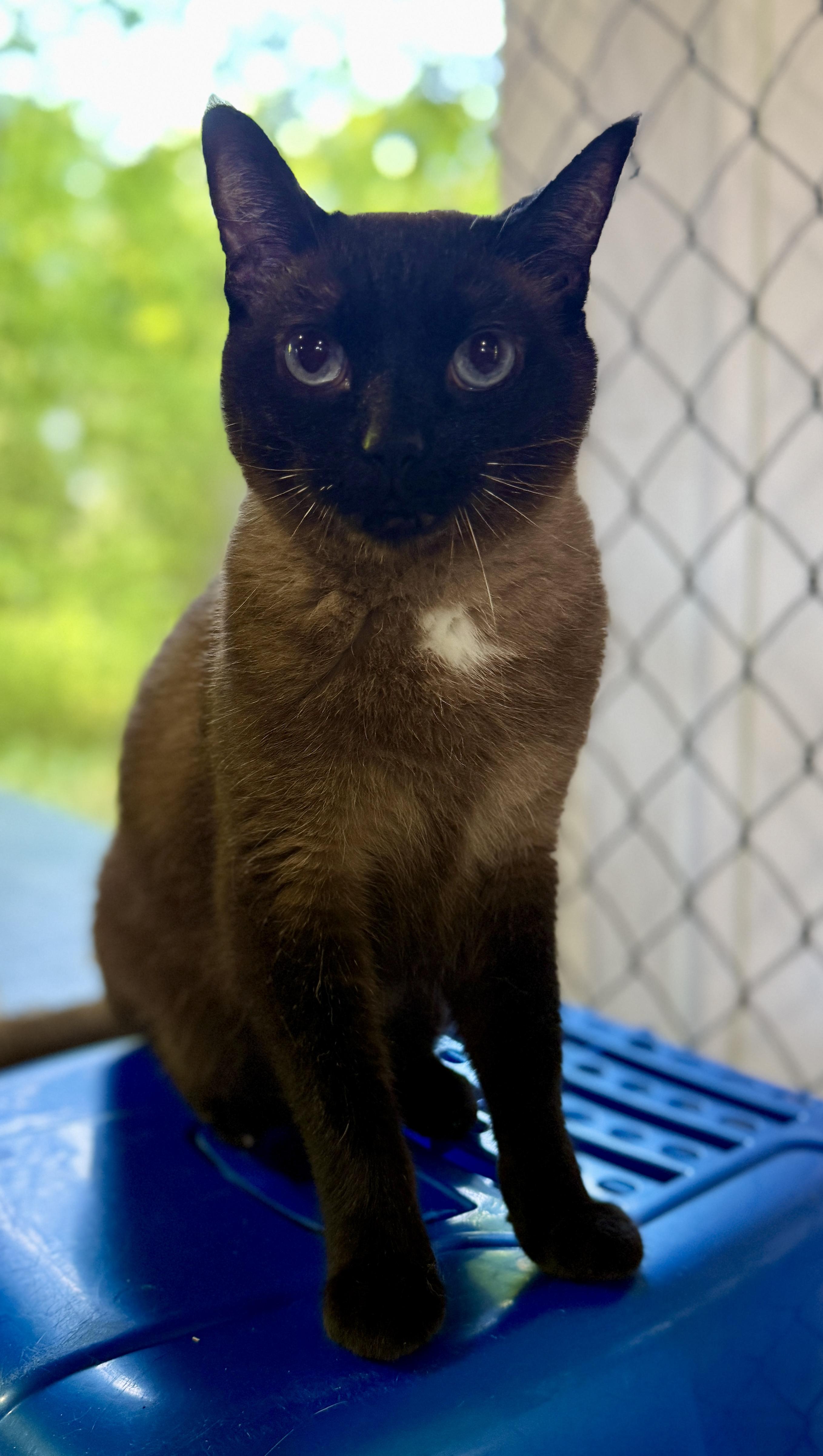 Yeager, an adoptable Burmese in Ashland, OH, 44805 | Photo Image 2