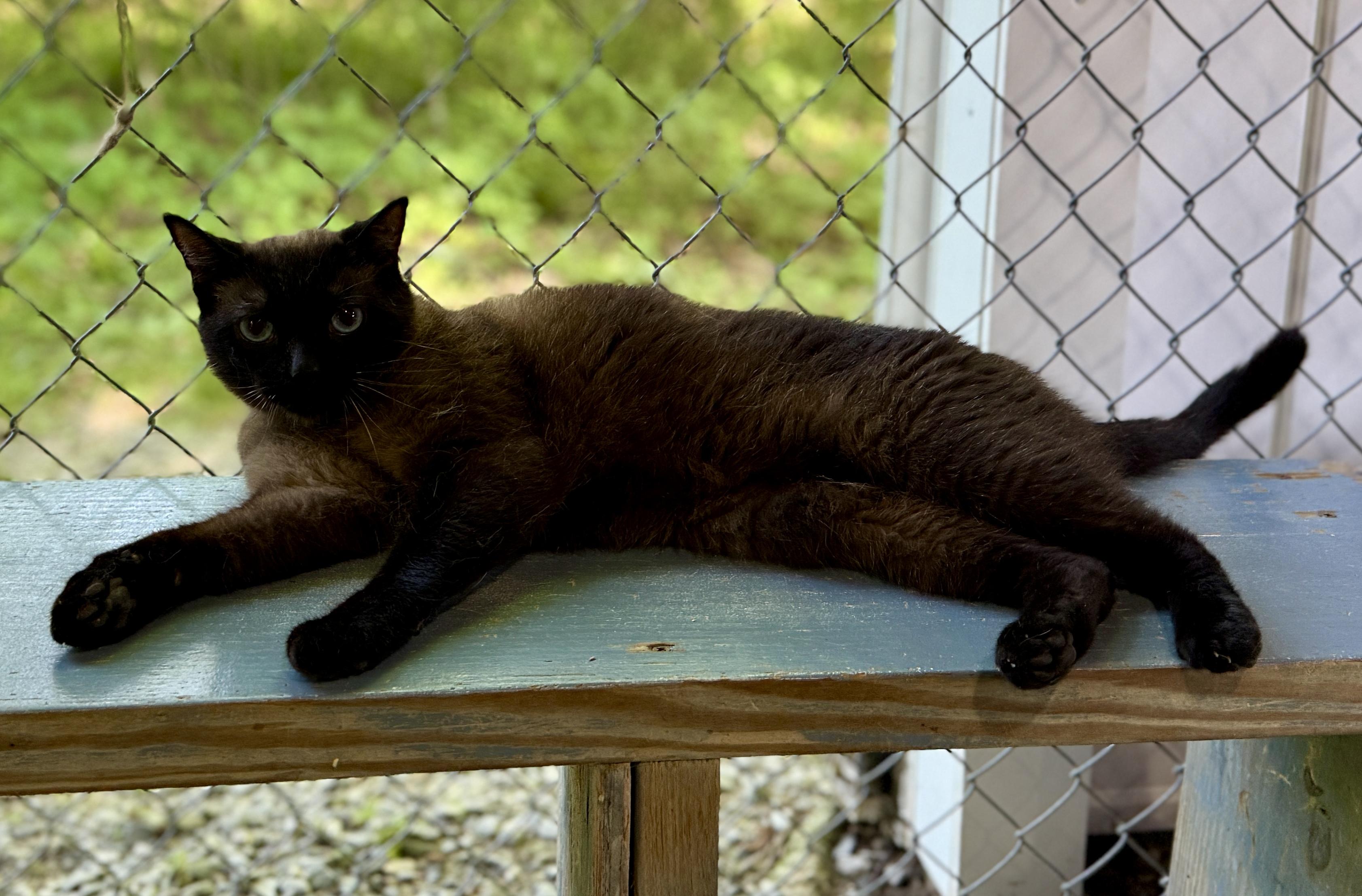 Yeager, an adoptable Burmese in Ashland, OH, 44805 | Photo Image 1